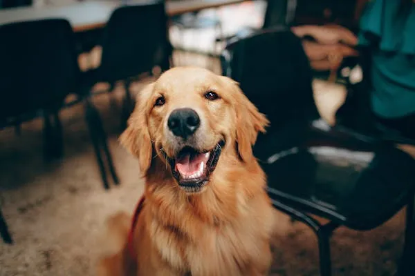 Golden Retriever Sitting Inside a Cafe and Looking Happy