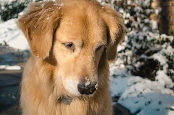 Golden Retriever with Snowflakes on Nose Free Wallpaper