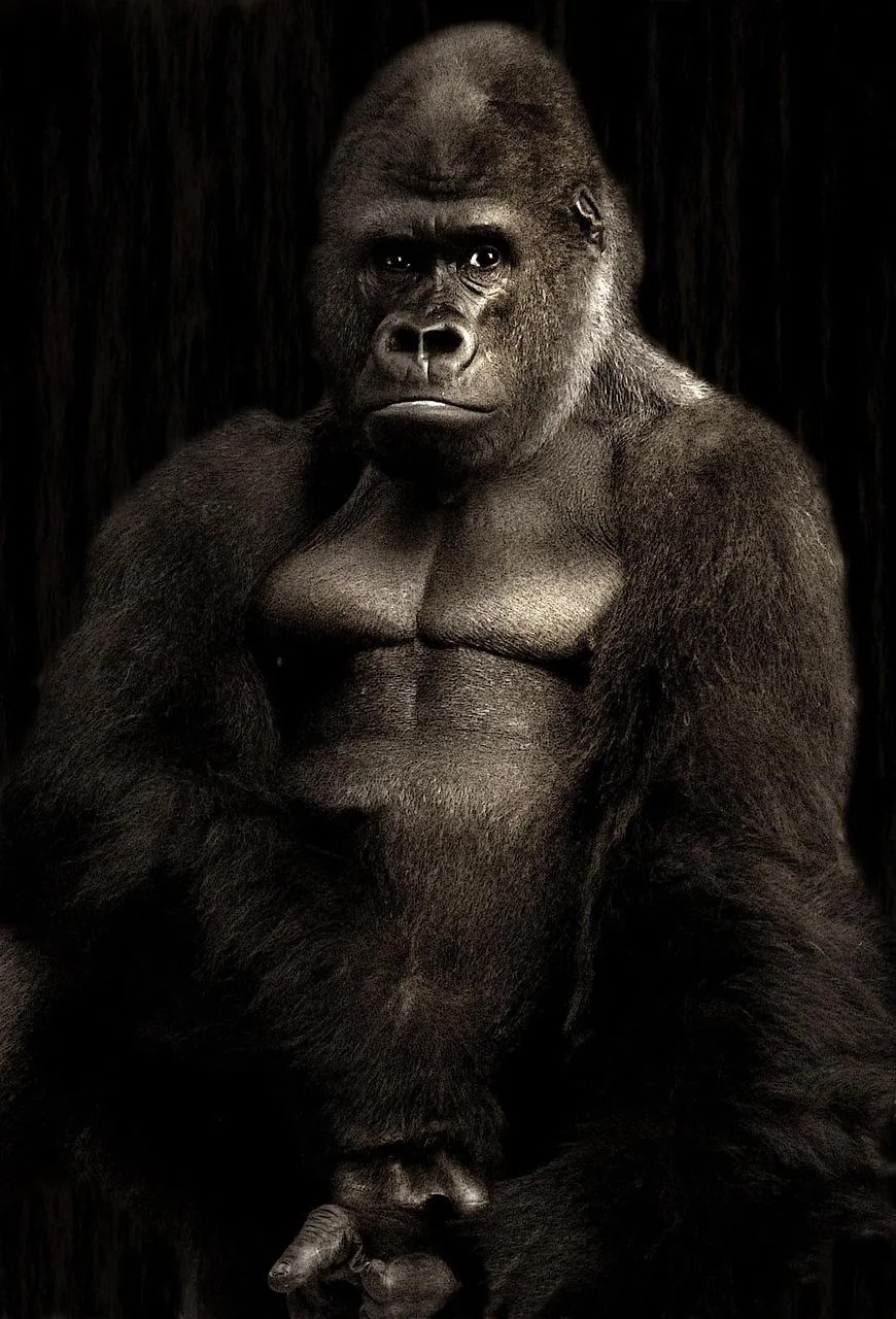Gorilla Male Portrait in Dark Background Wallpaper