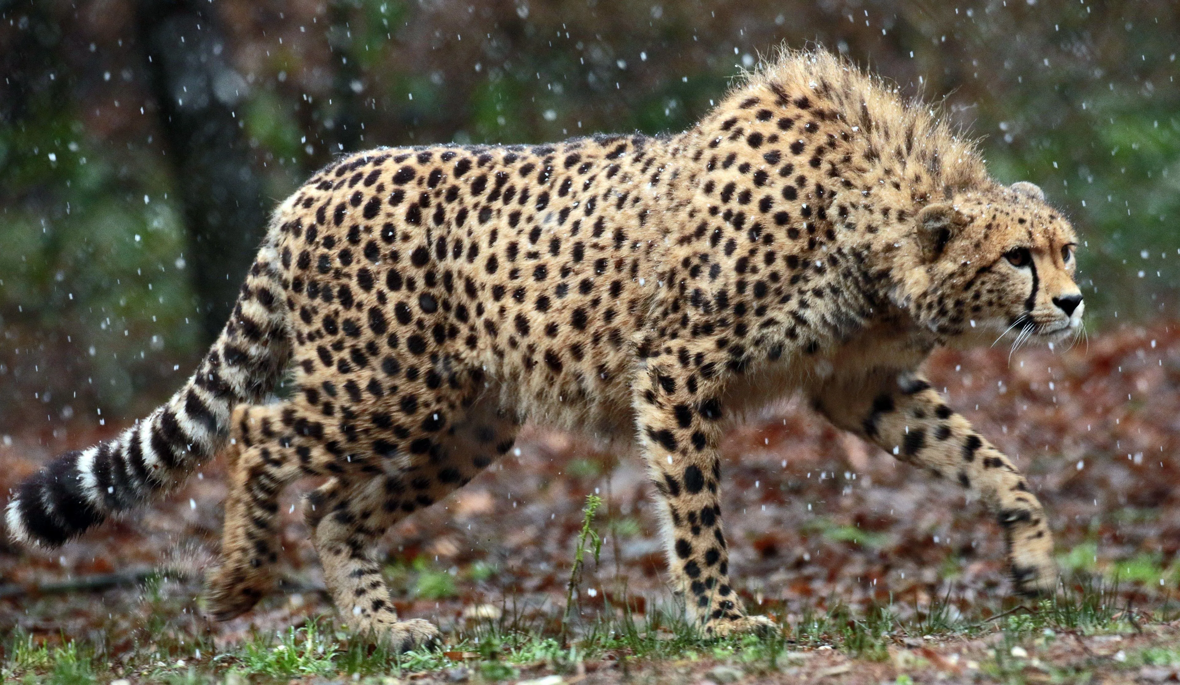 Graceful Cheetah Resting on the Grass in Wildlife