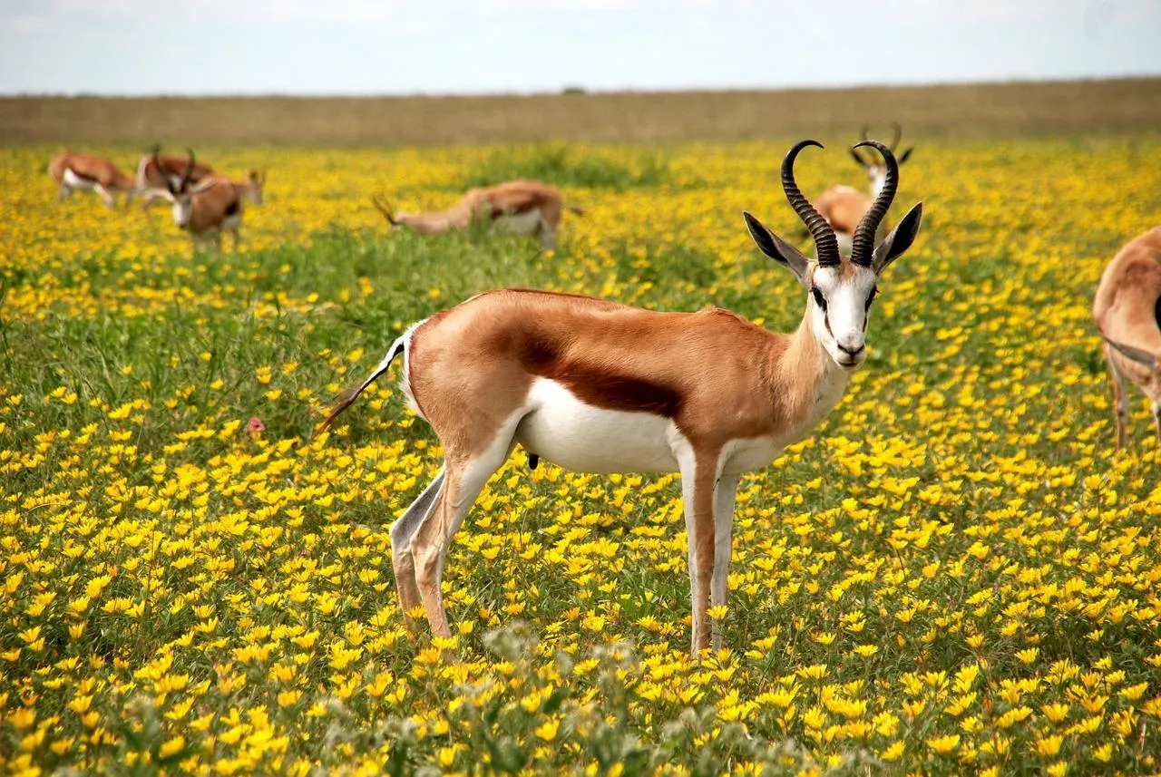 Graceful Gazelle Standing in a Field of Yellow Flowers