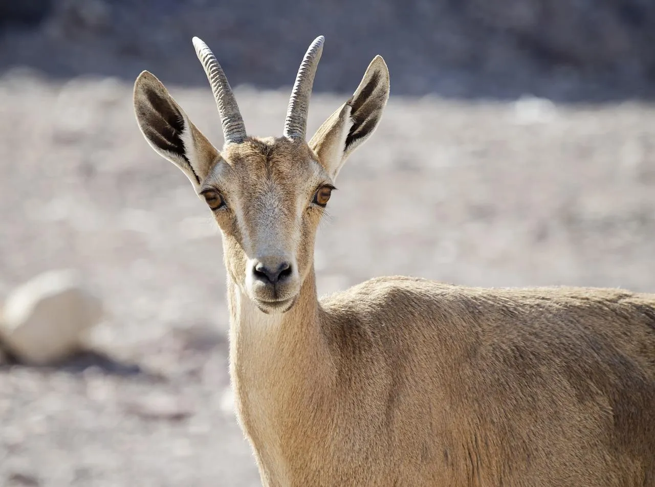 Graceful Gazelle Standing in a Sandy Desert Landscape