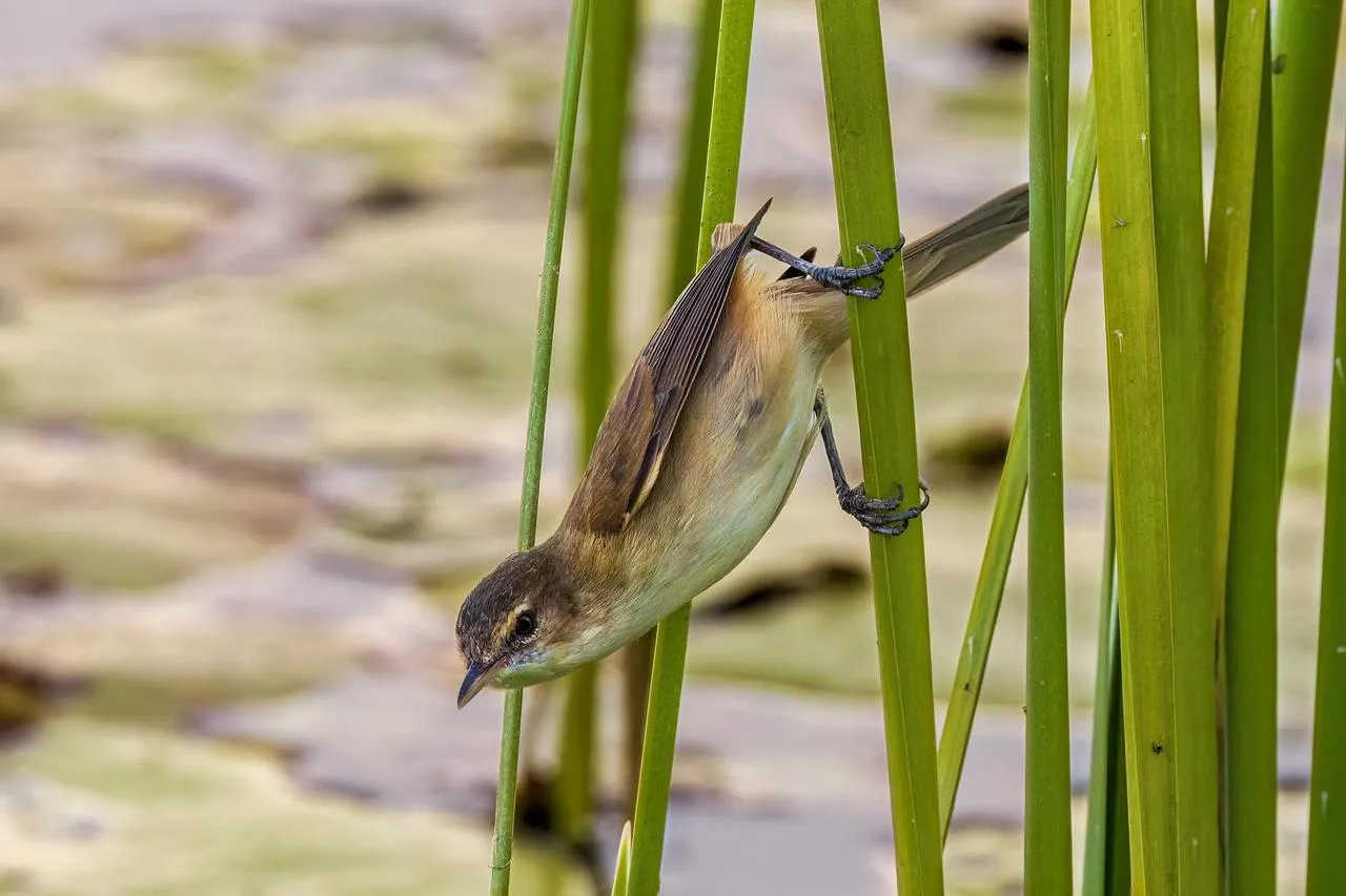 Grasshopper sitting on a green stem in natural surroundings