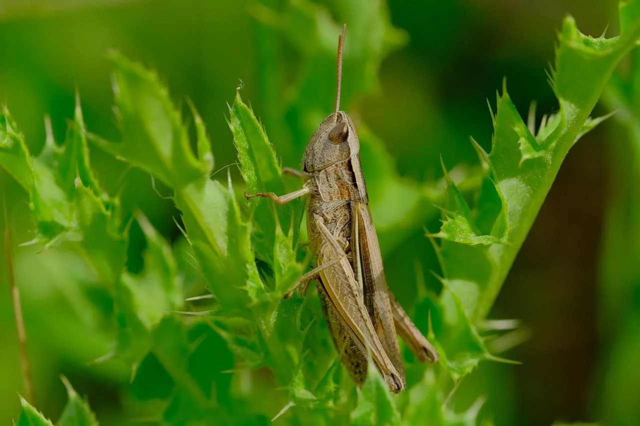 Grasshopper Sitting on Blade of Grass in Summer Field