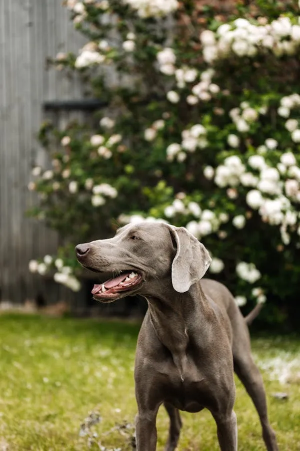 Gray Dog Standing on Grass Near Blooming White Flowers