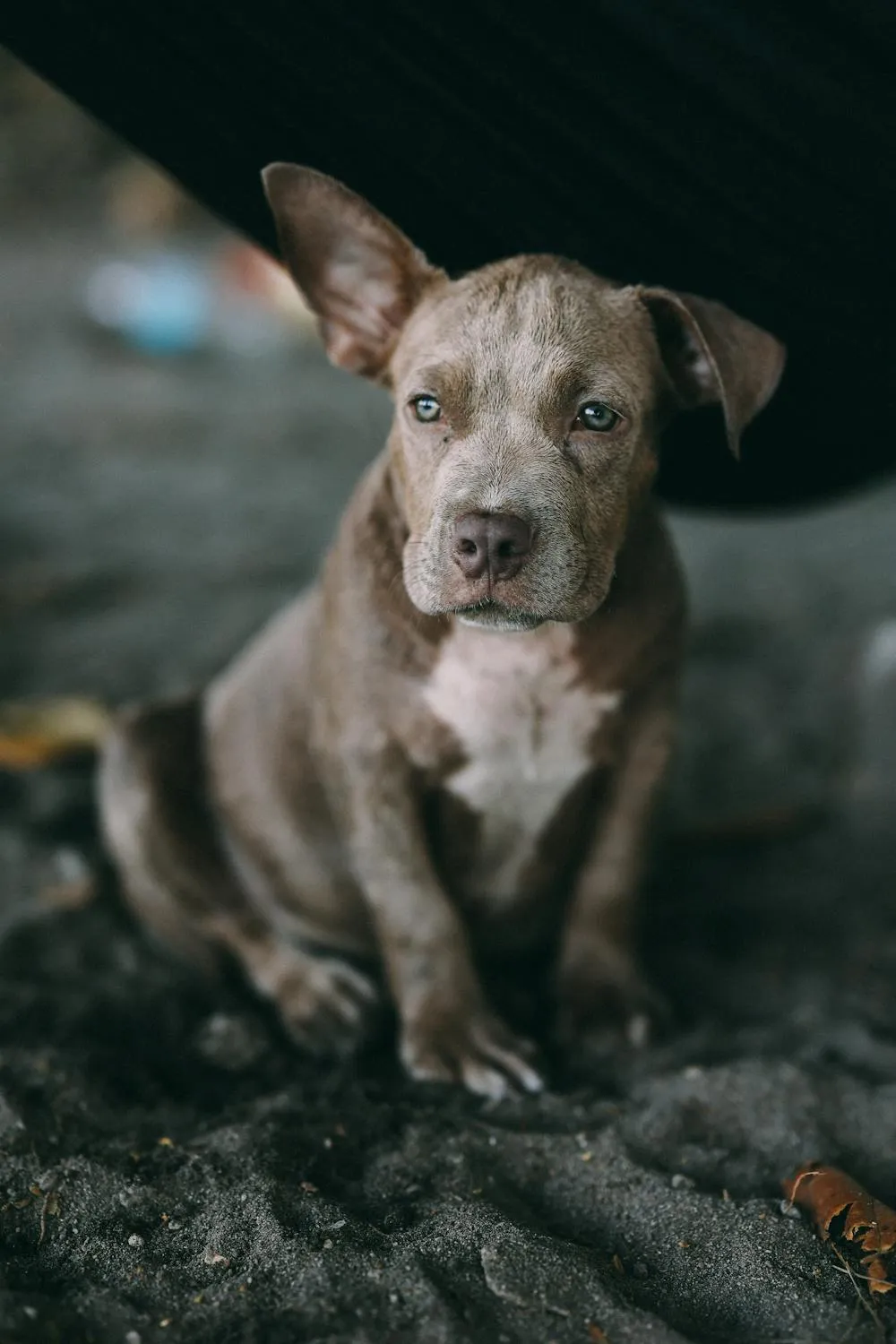 Gray Puppy Sitting on Concrete Looking at Camera Wallpaper