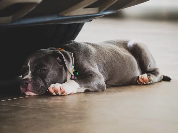 Gray Puppy Sleeping Peacefully Under a Parked Car Image