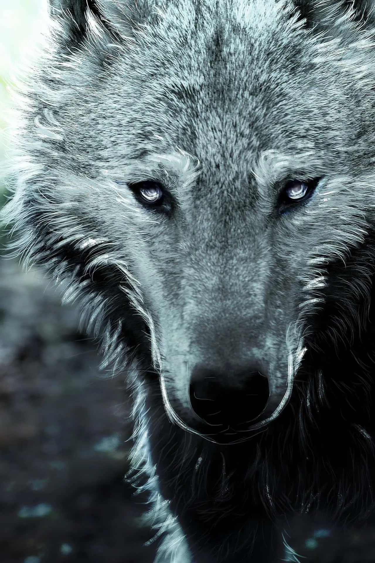 Gray Wolf Close Up with Intense Yellow Eyes Wallpaper