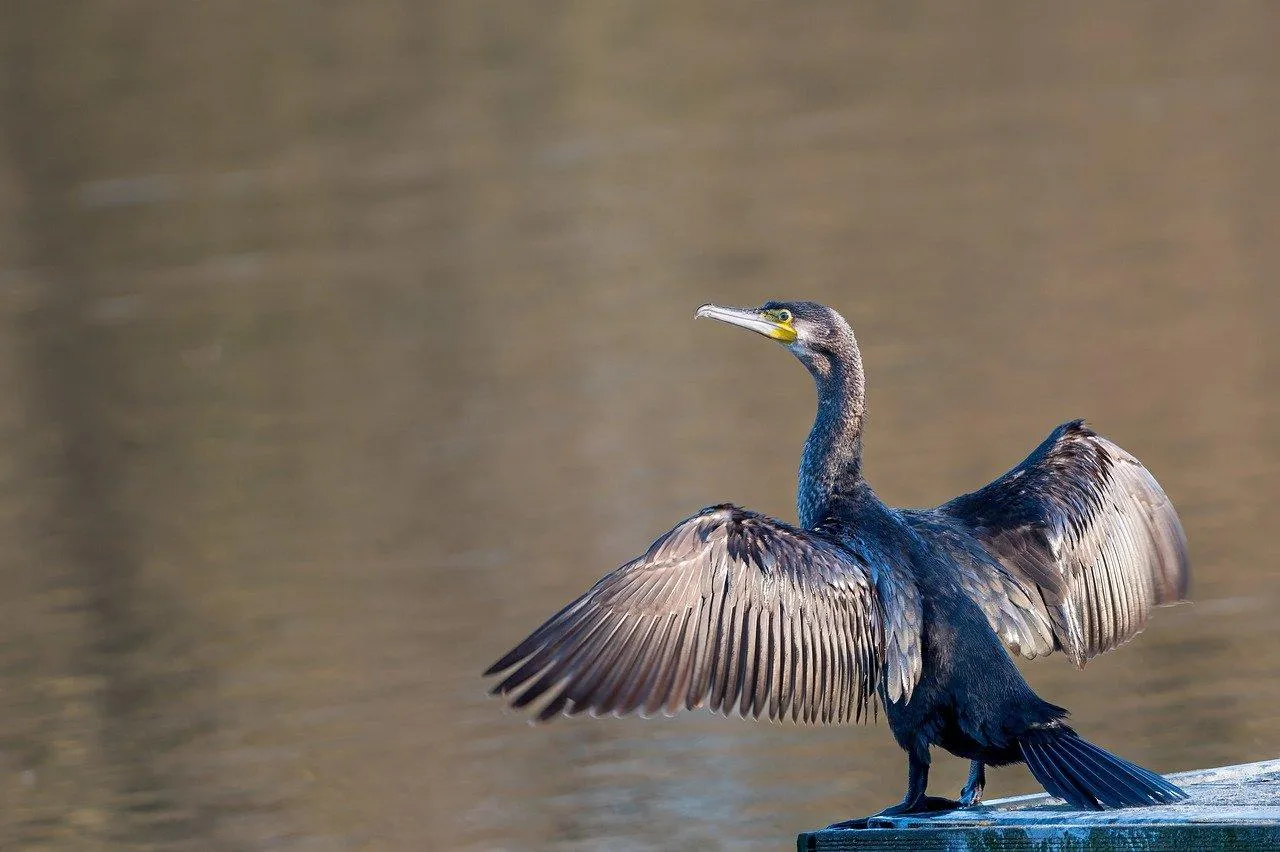 Great Blue Heron Wading in Shallow Water Hunting Fish