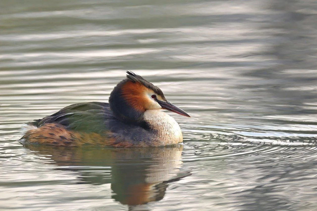 Great Crested Grebe Bird Swimming in Calm Water Wallpaper