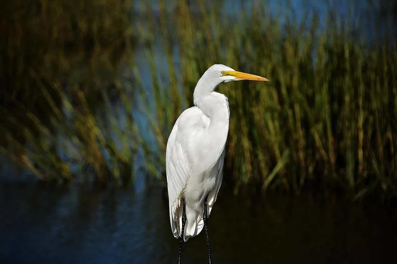 Great Egret Bird Standing in Shallow Water Pond Wallpaper