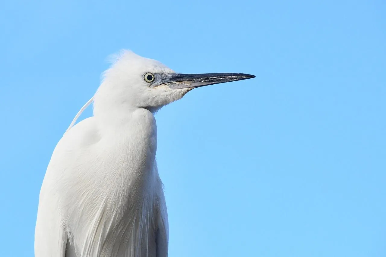 Great egret stands tall beneath the open blue sky Wallpaper