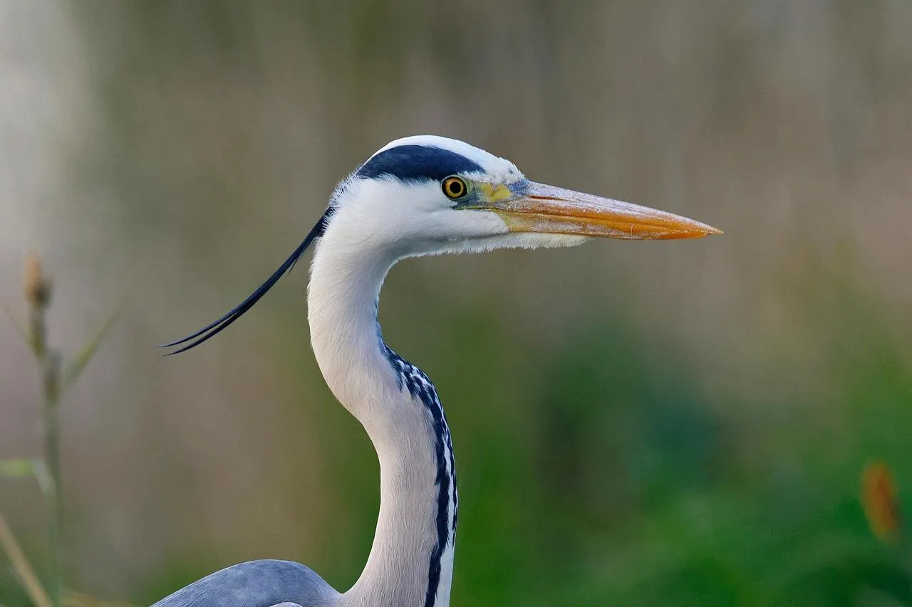 Great Egret Wading Quietly in a Marshy Wetland Area