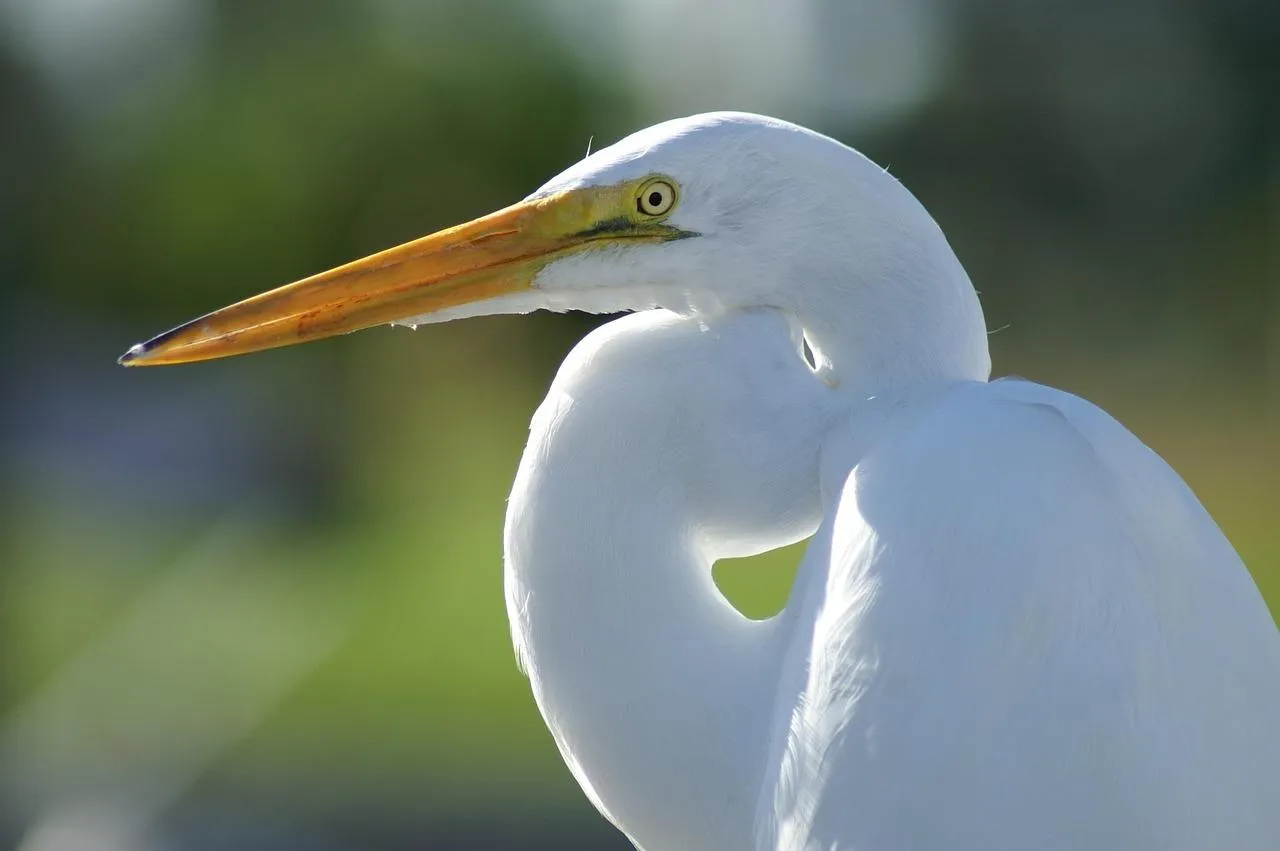 Great Egret with Long Neck Posing Near the Water Wallpaper