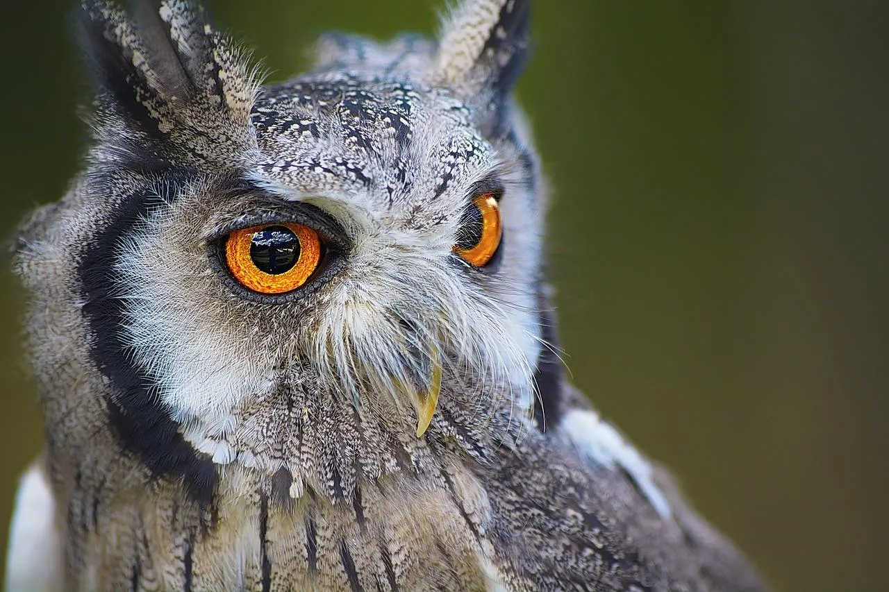 Great Horned Owl With Bright Yellow Eyes in Focus Wallpaper