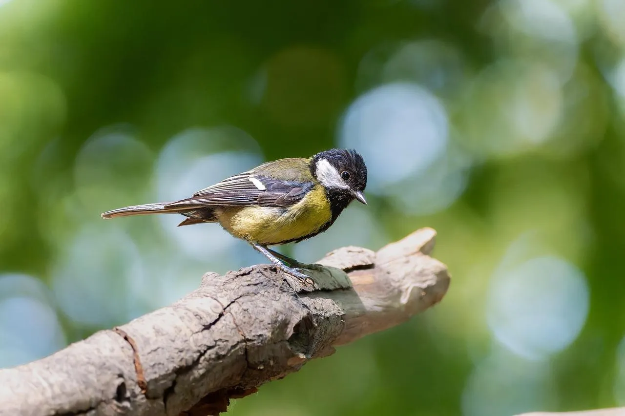 Great tit bird perched calmly on a branch in forest