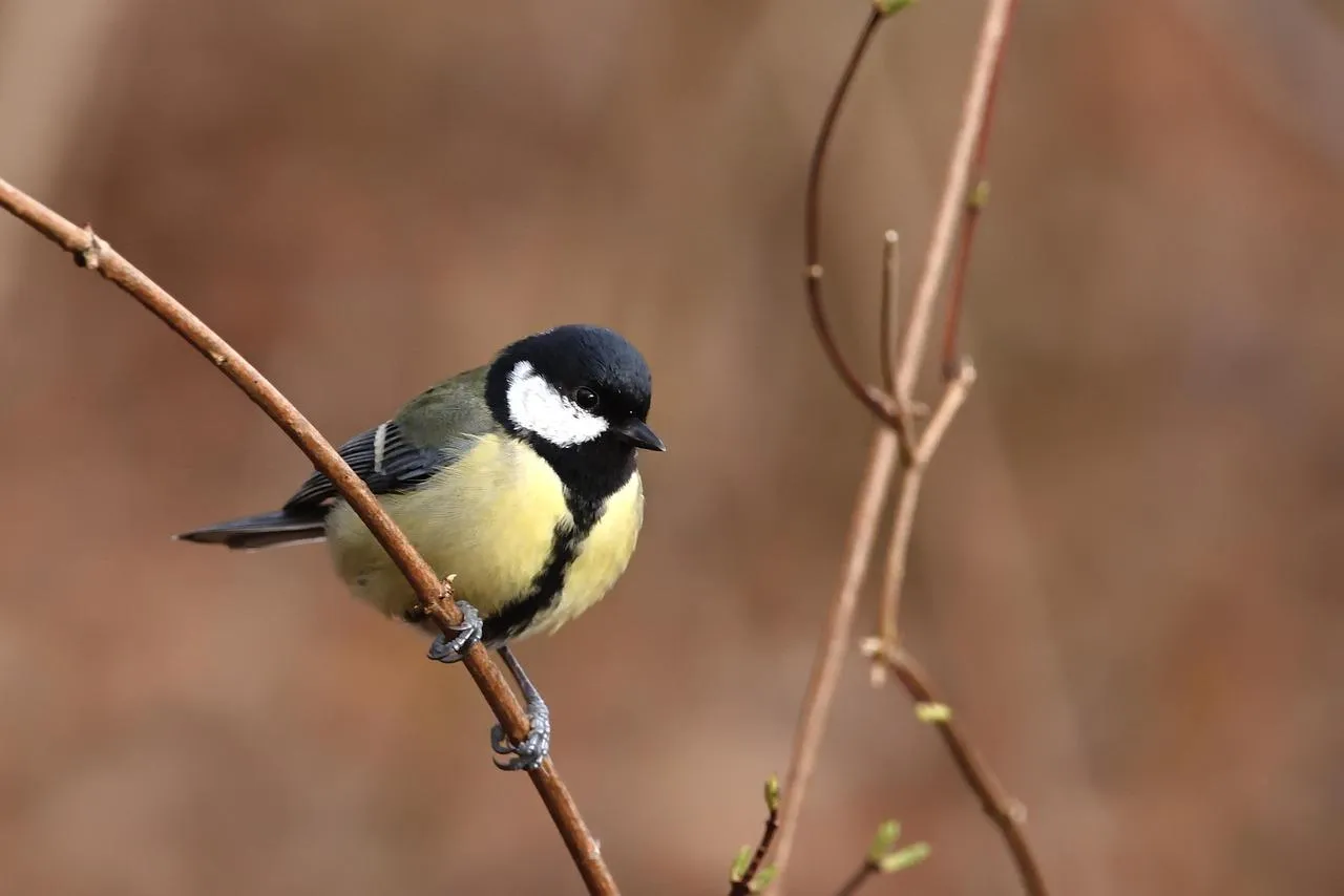 Great tit bird perched on a thin branch free Wallpaper