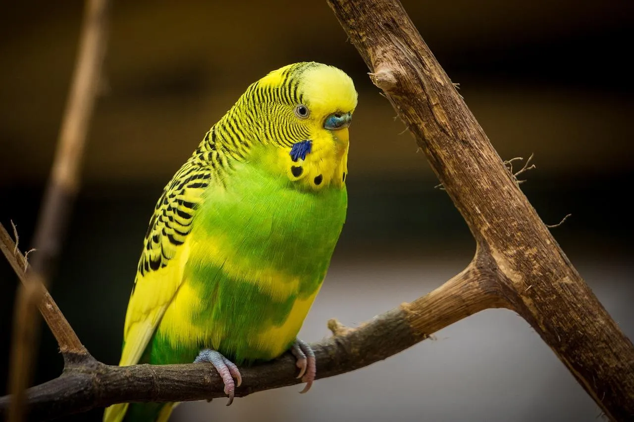 Green and yellow budgie perched on a branch Wallpaper