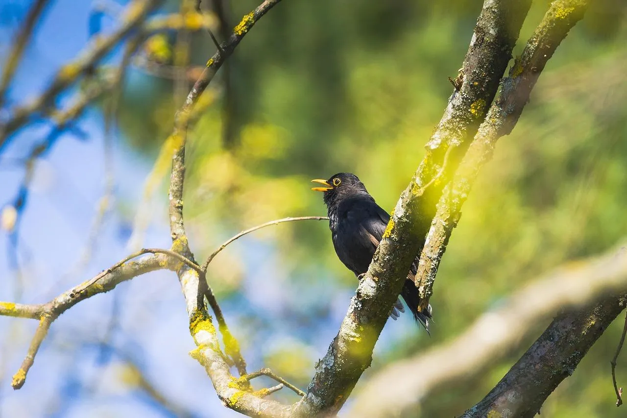 Green Bird Sitting on Branch with Blue Sky Wallpaper