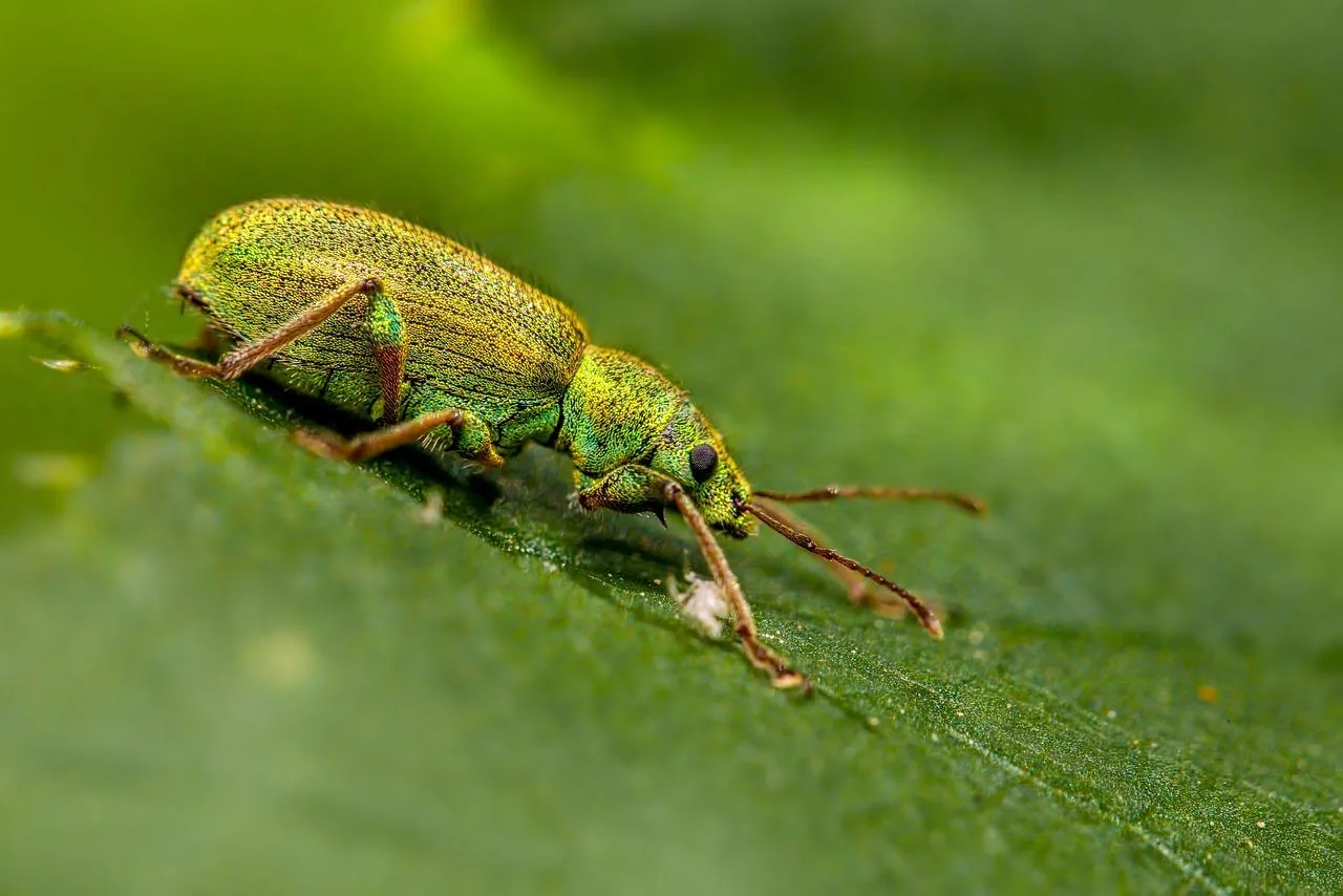 Green Cricket Insect on Leaf in Bright Natural Environment