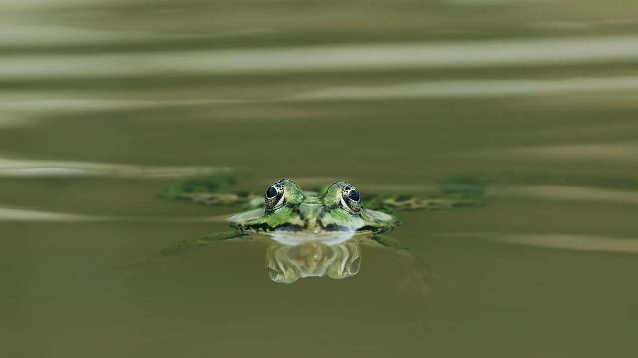 Green Frog Floating Calmly on Still Water Surface Wallpaper