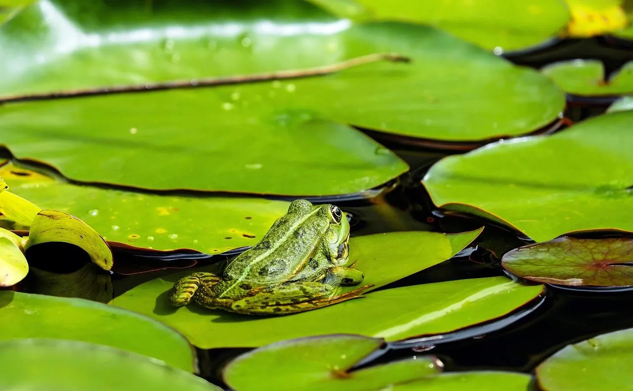 Green Frog Sitting Peacefully on a Bright Lily Pad