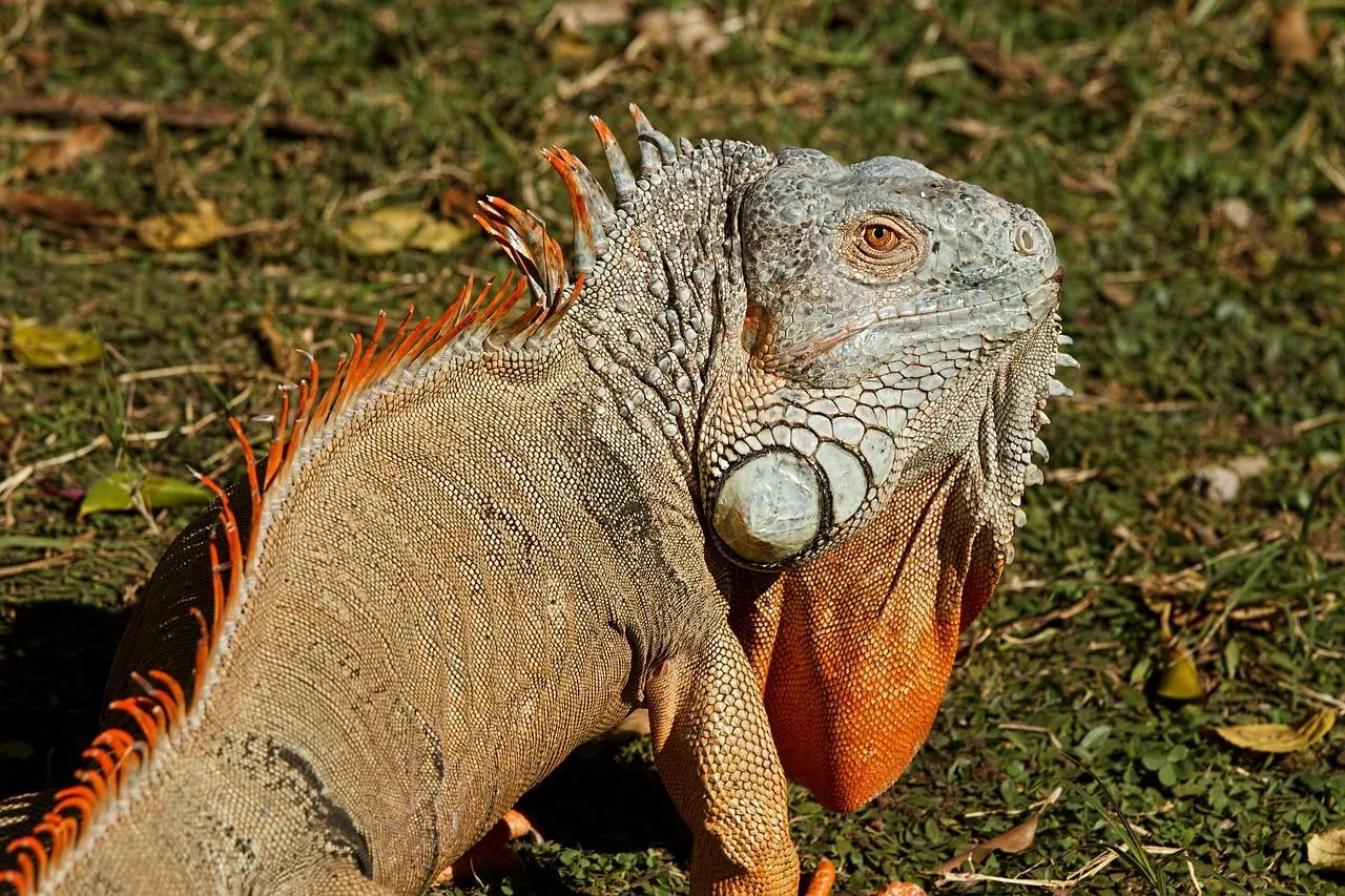 Green Iguana Climbing Up Tree Bark in Rainforest Wallpaper