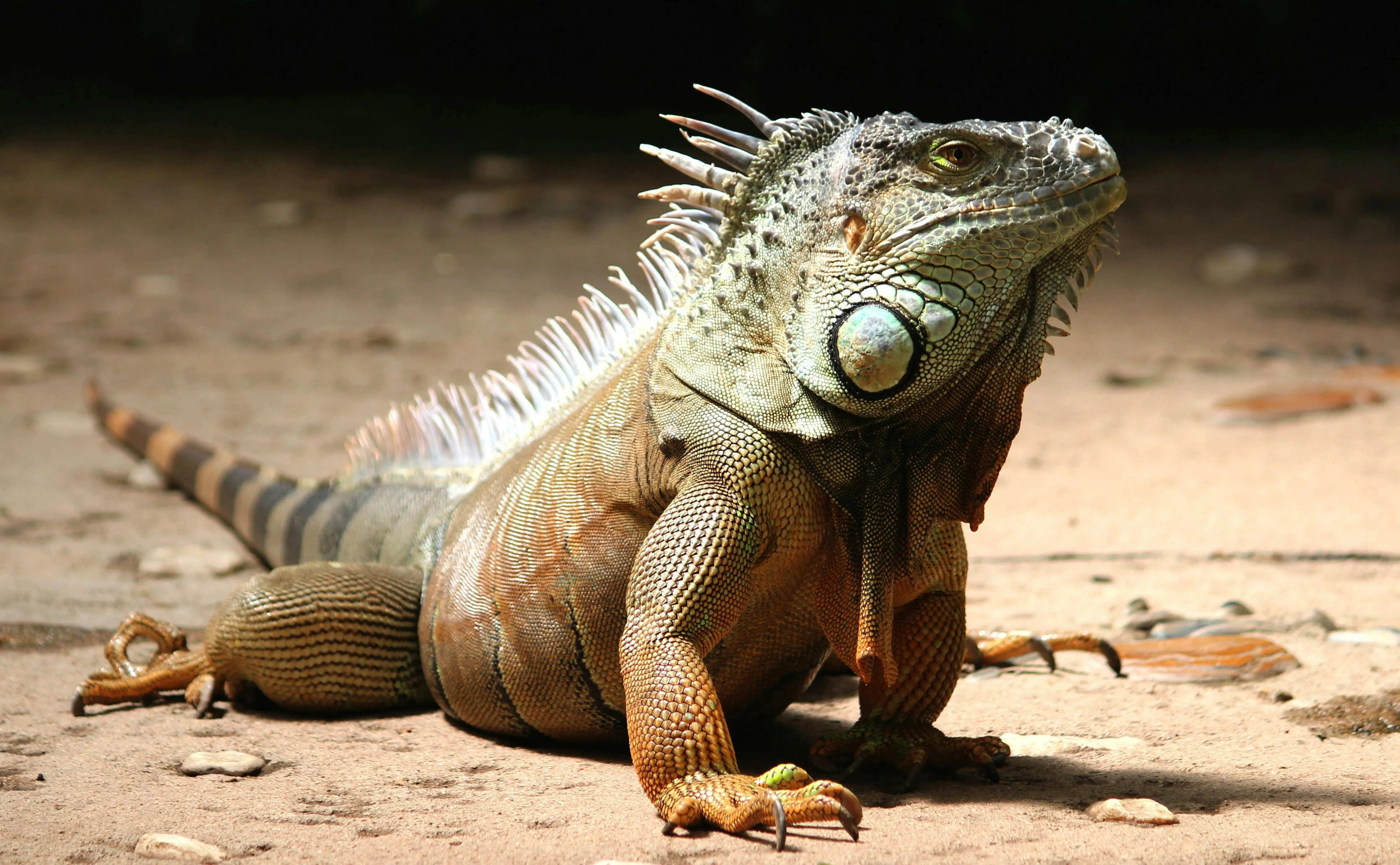 Green Iguana Resting on Jungle Rock free Wallpaper