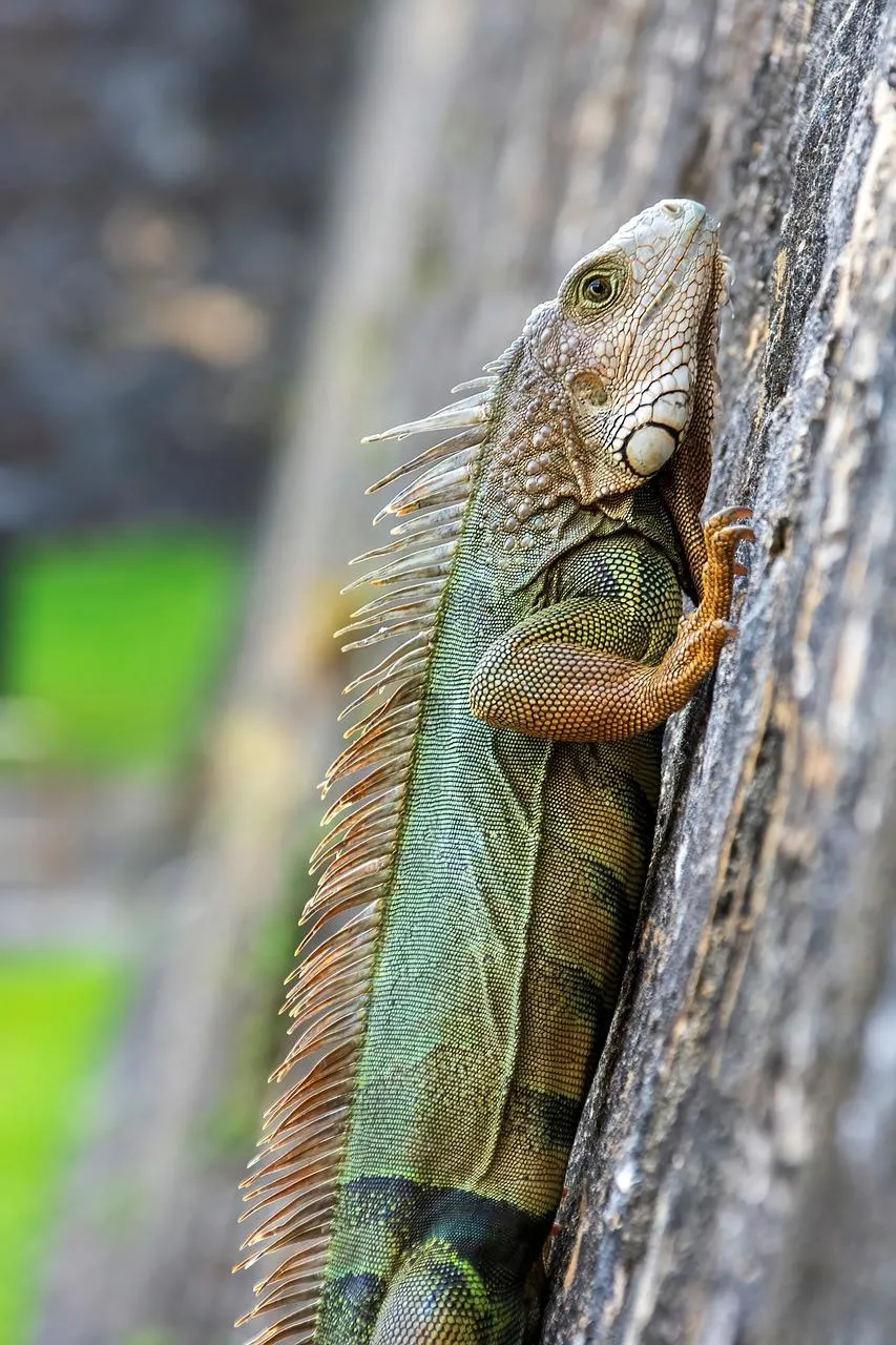 Green Lizard Climbing Rough Bark of Tree Trunk Wallpaper