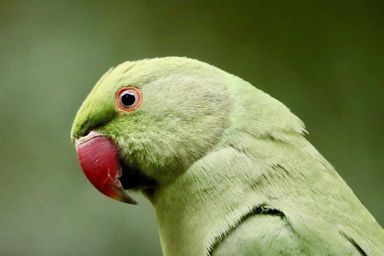 Green Parrot with Red Beak Close Up on Natural Background