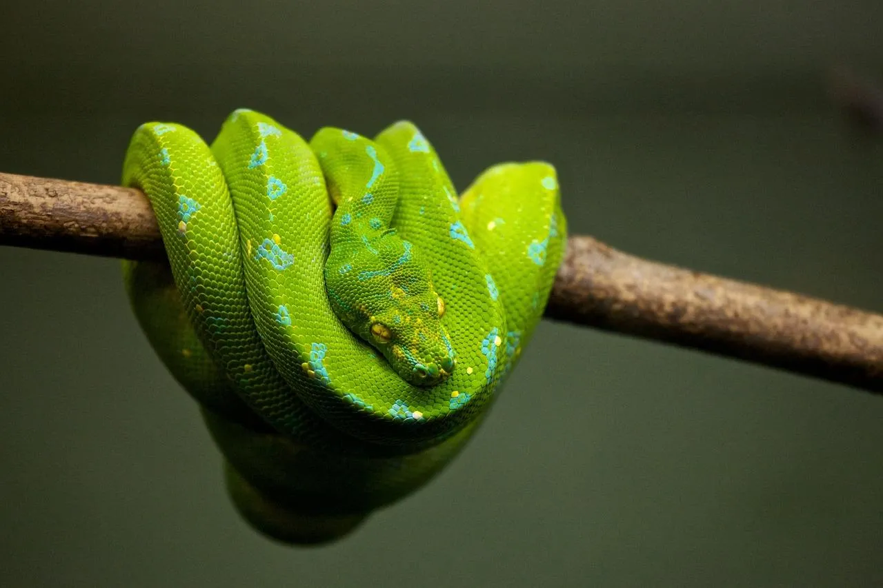 Green Tree Python Coiled Gracefully on a Thin Branch