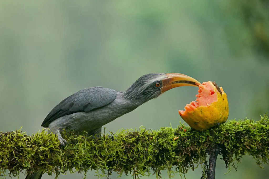 Grey Heron Bird Catching Fish in Wetland Environment