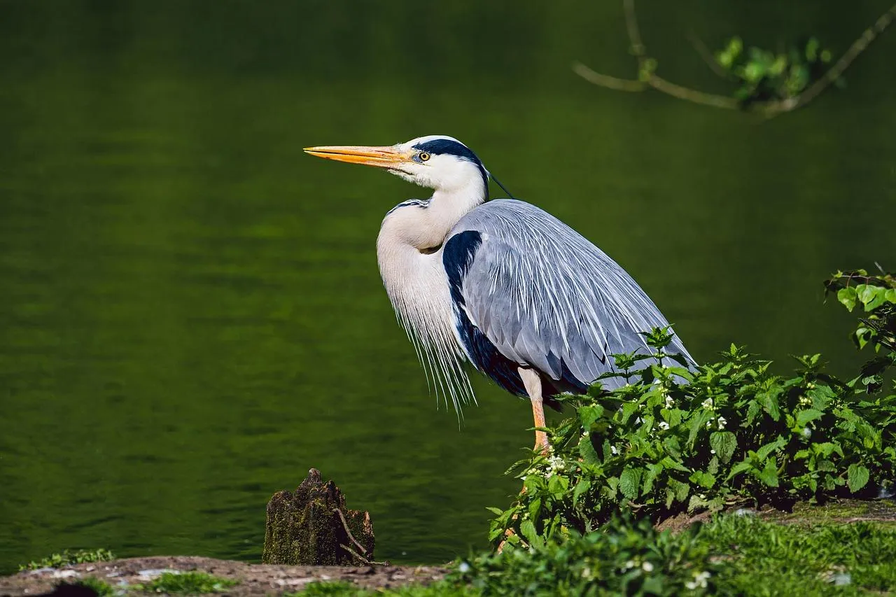 Grey Heron Standing in Lush Green Wetland Area Wallpaper