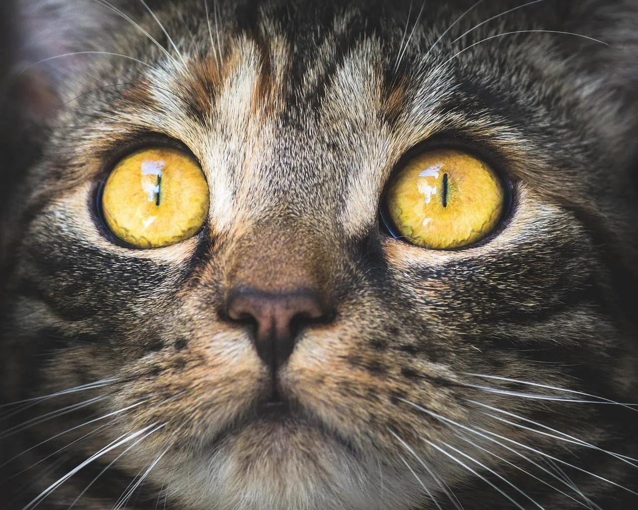 Grey Tabby Cat Staring Intensely with Bright Eyes Wallpaper