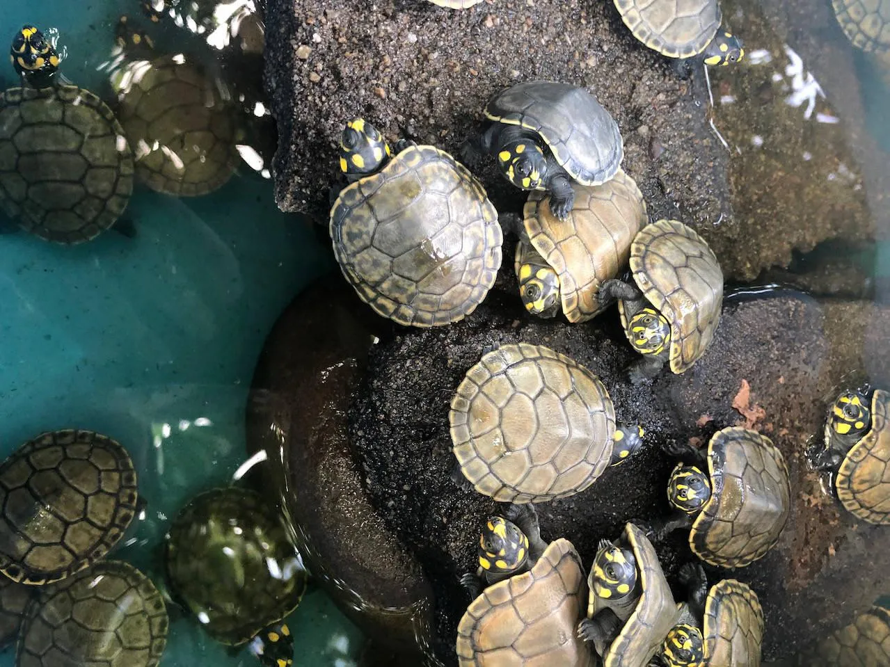 Group of Baby Turtles Resting on Rock in Shallow Water