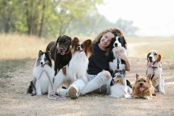 Group Of Dogs and a Woman Sitting in a Sunny Field Image