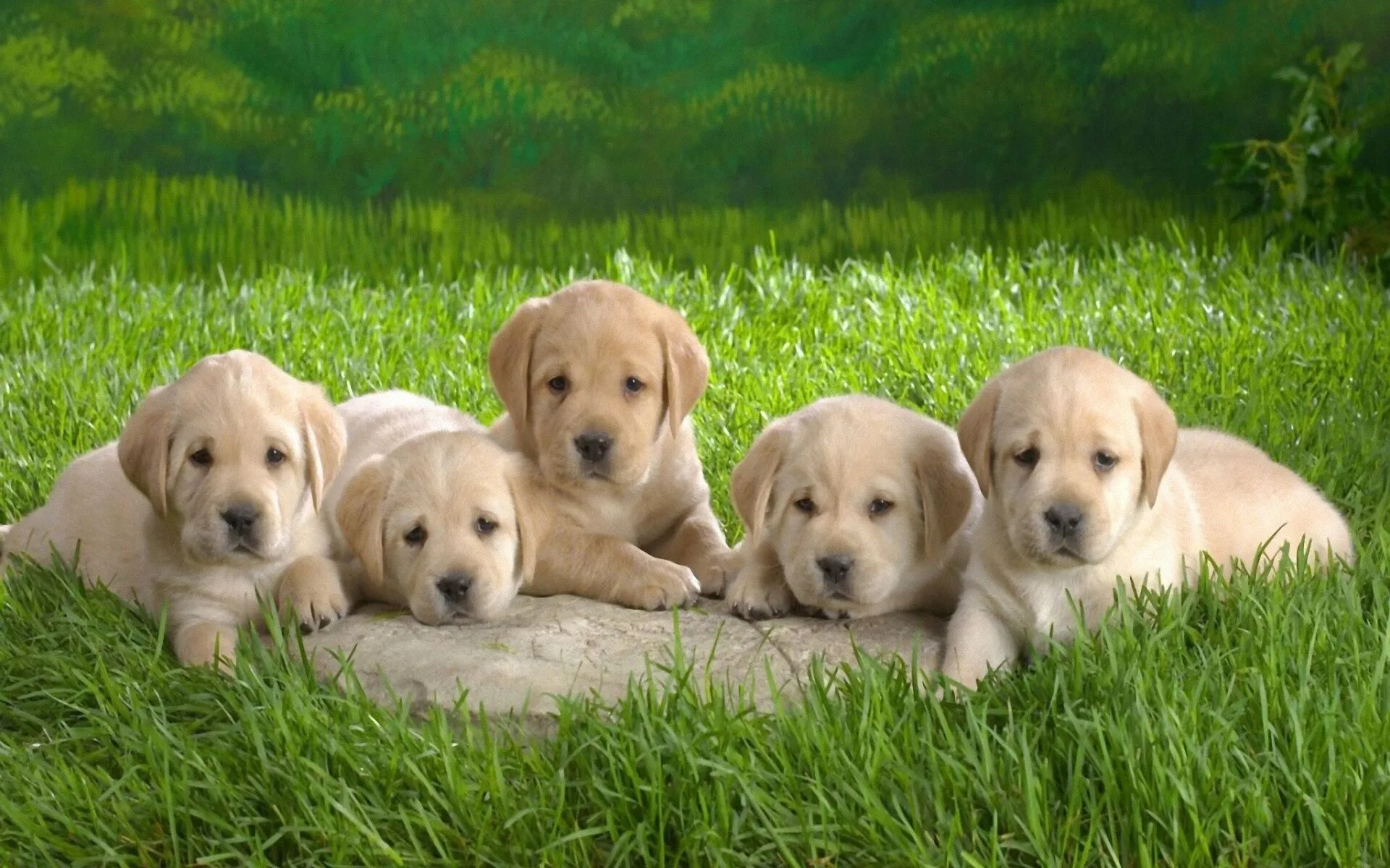 Group Of Five Golden Retriever Puppies Lying on the Grass
