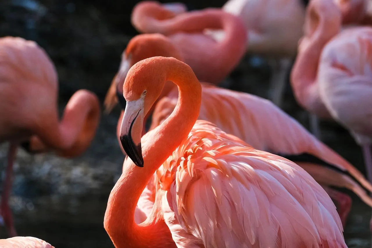 Group of Flamingos Wading in Shallow Lake Wallpaper