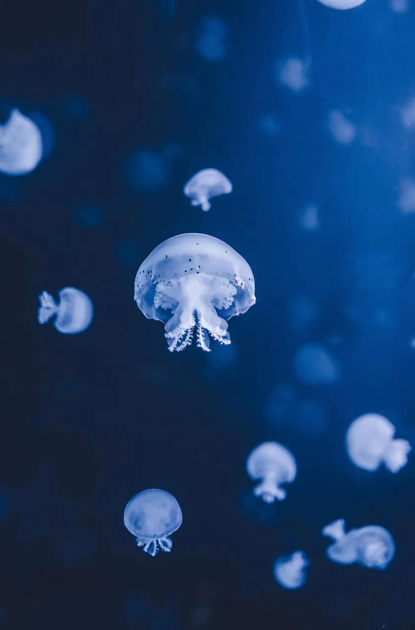 Group of Jellyfish Glowing in Dark Blue Water Wallpaper