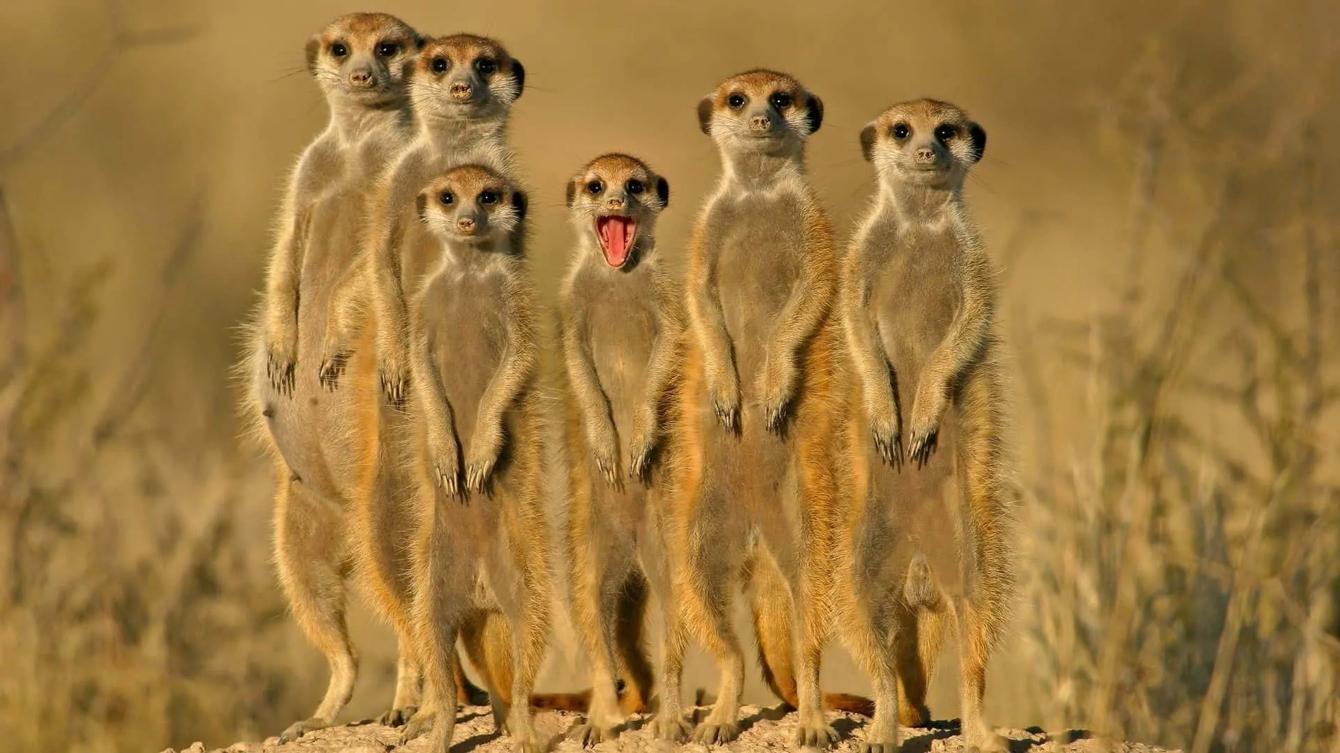 Group of Meerkats Standing Alert in Desert Landscape