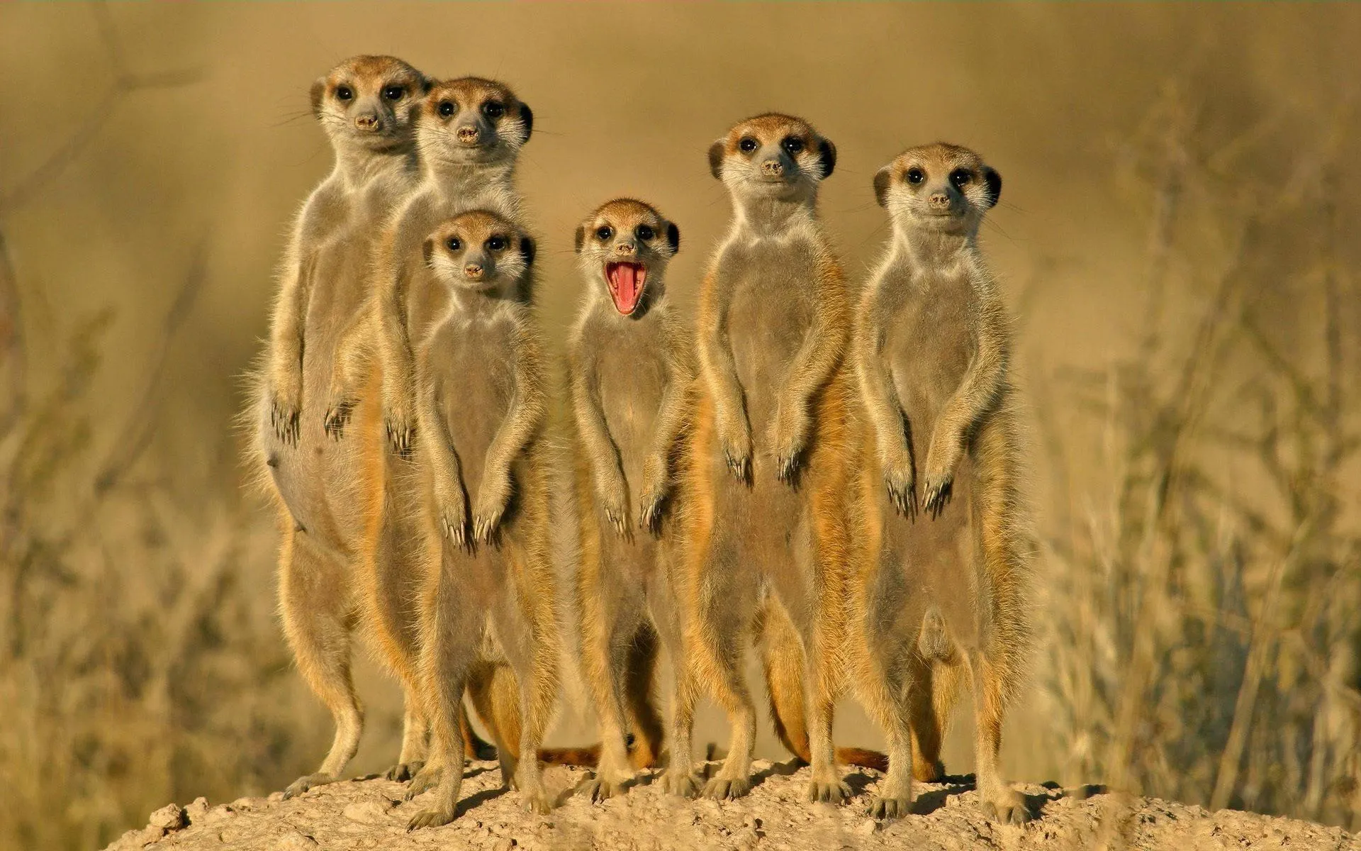 Group of Meerkats Standing Upright on Sandy Terrain
