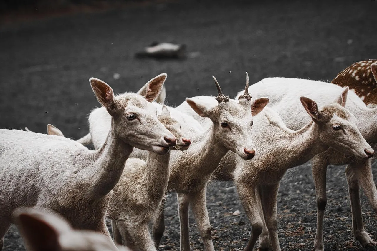 Group of Mountain Goats Climbing Rocky Hillside Wallpaper