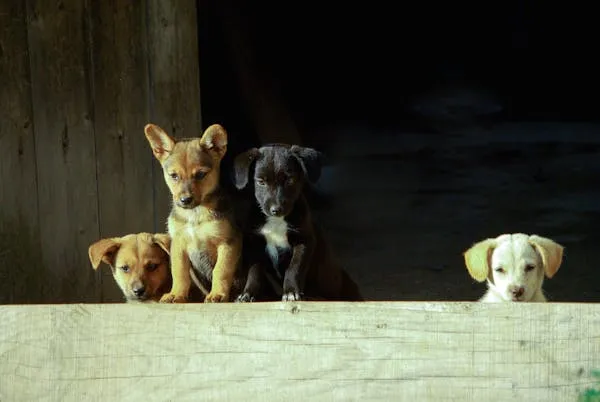 Group Of Puppies Peeking Out From Wooden Shelter Hd Download