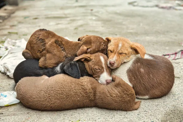 Group Of Sleeping Puppies Cuddled Together on the Footpath