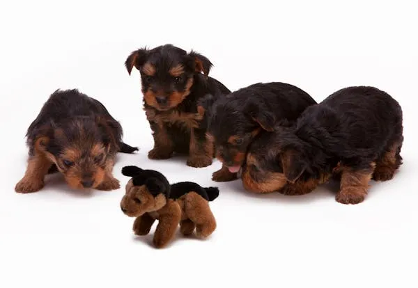 Group Of Three Small Puppies Playing with a Plush Toy Image