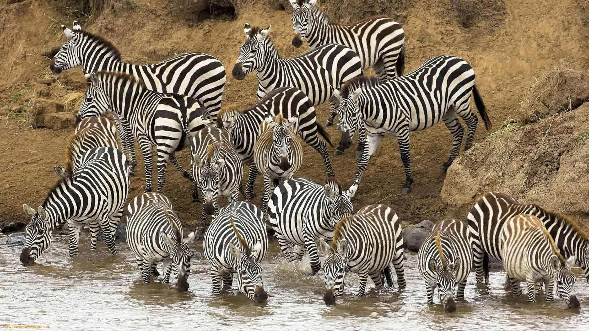 Group of Zebras Standing in African Savannah Wallpaper
