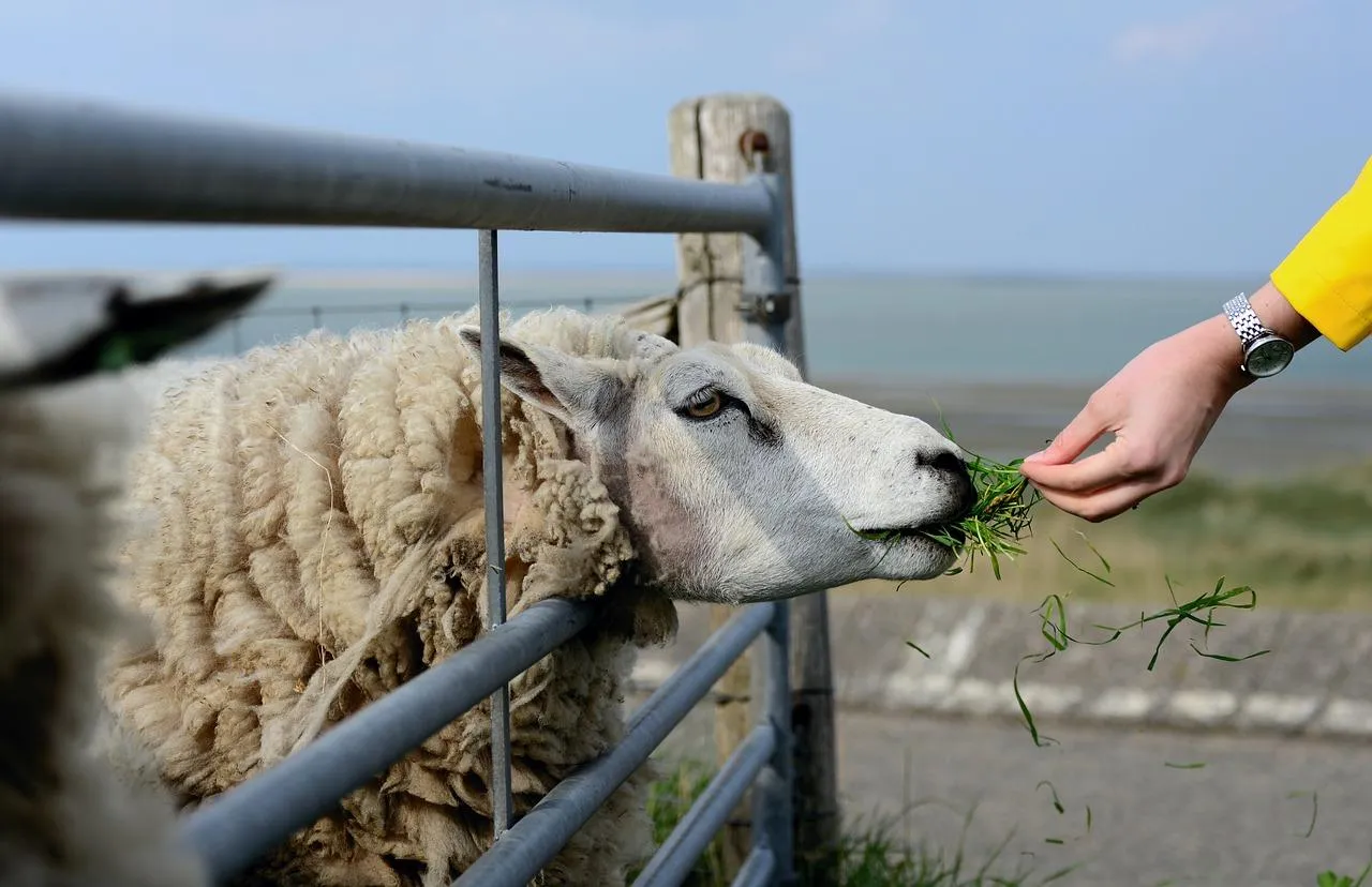 Hand Feeding a Sheep in a Peaceful Farm Environment