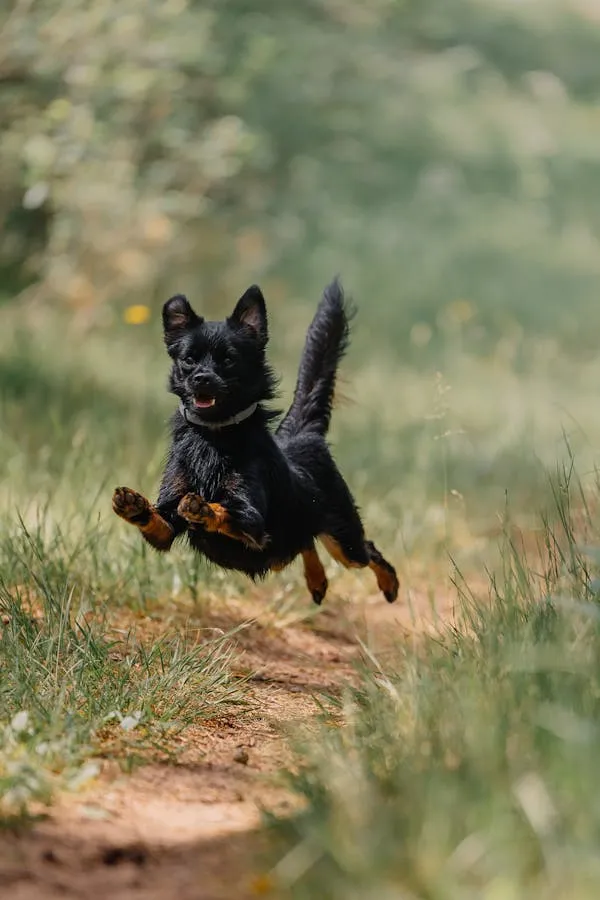 Happy Black Dog Joyfully Running on a Forest Free Wallpaper