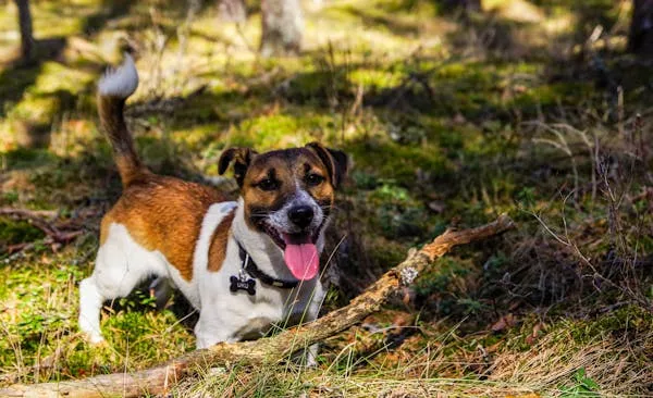 Happy Brown and White Dog Playing Outside in a Forest Hd