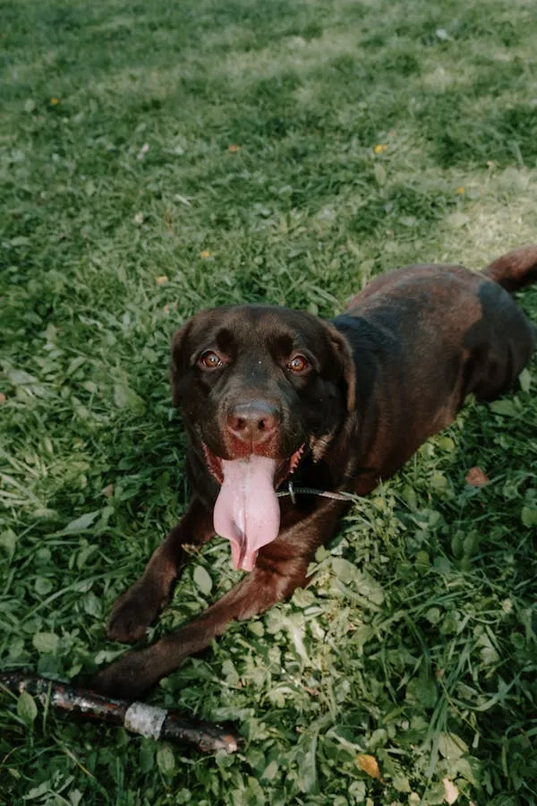 Happy Brown Dog Lying on Grass with Tongue Out Wallpaper
